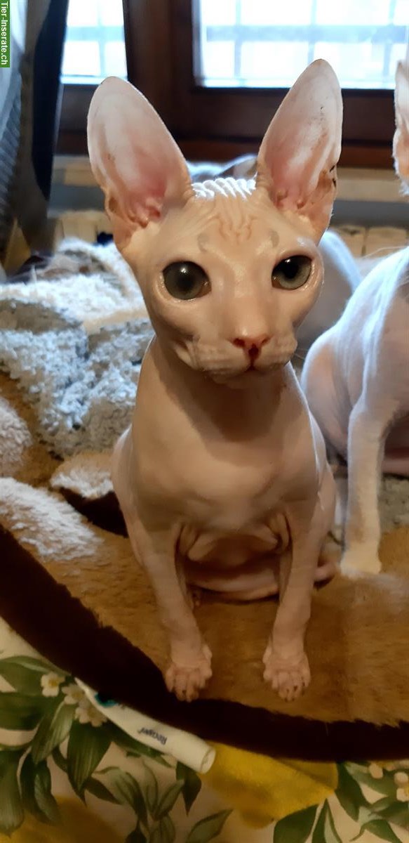 Bild 2: Don Sphynx Kätzchen aus Italien