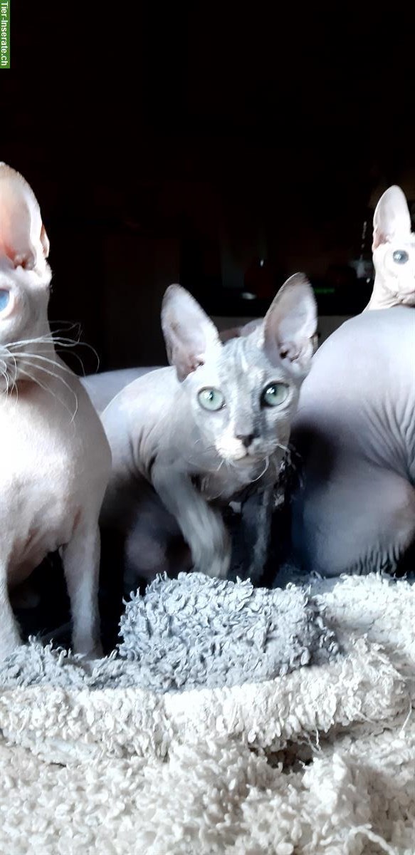 Bild 3: Don Sphynx Kätzchen aus Italien