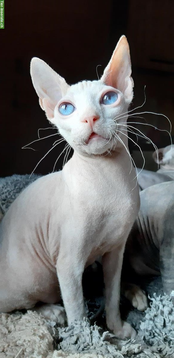 Bild 4: Don Sphynx Kätzchen aus Italien