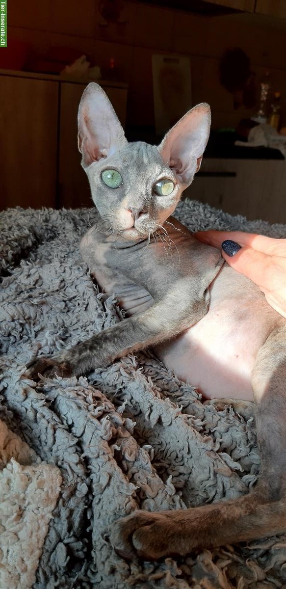 Bild 5: Don Sphynx Kätzchen aus Italien