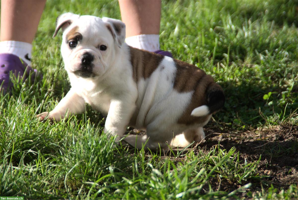 Englische Bulldogge alternativ (Continental) mit Ahnentafel