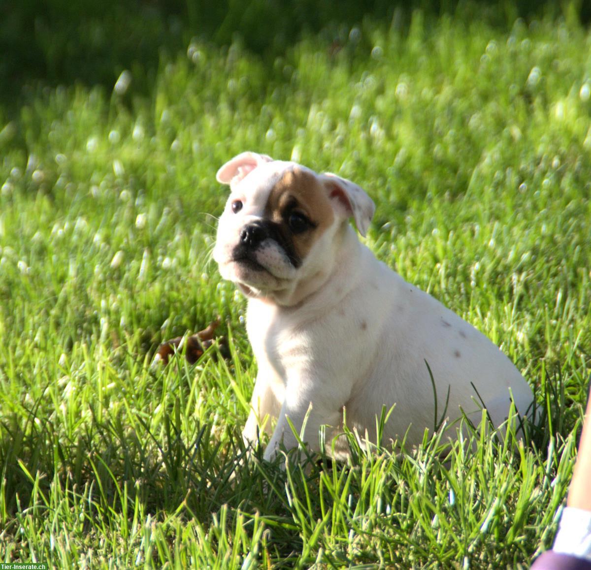 Bild 2: Englische Bulldogge alternativ (Continental) mit Ahnentafel