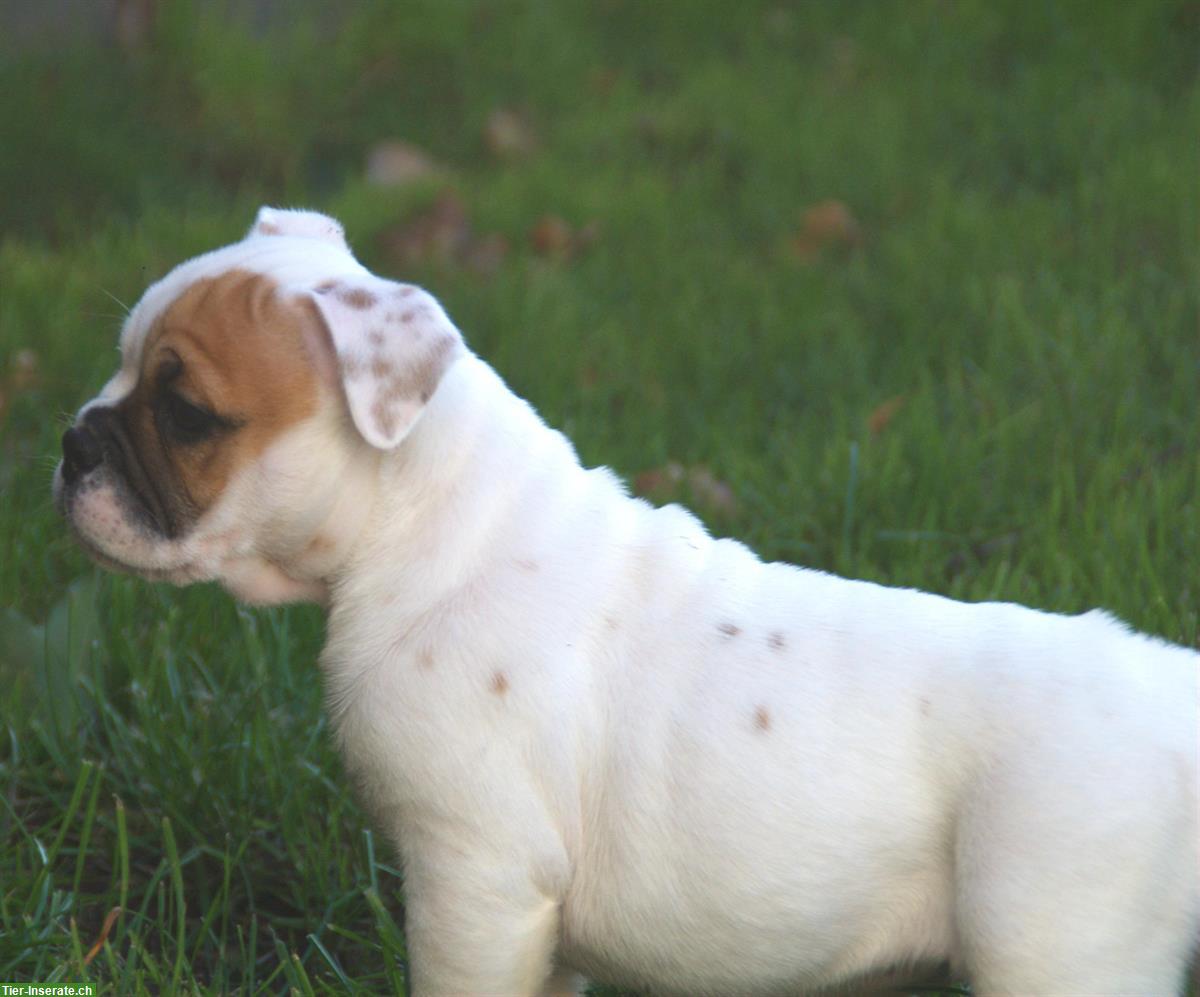 Bild 3: Englische Bulldogge alternativ (Continental) mit Ahnentafel