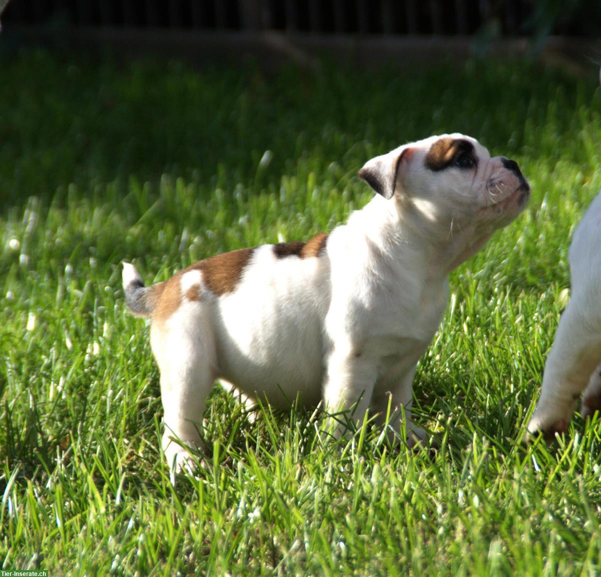 Bild 4: Englische Bulldogge alternativ (Continental) mit Ahnentafel