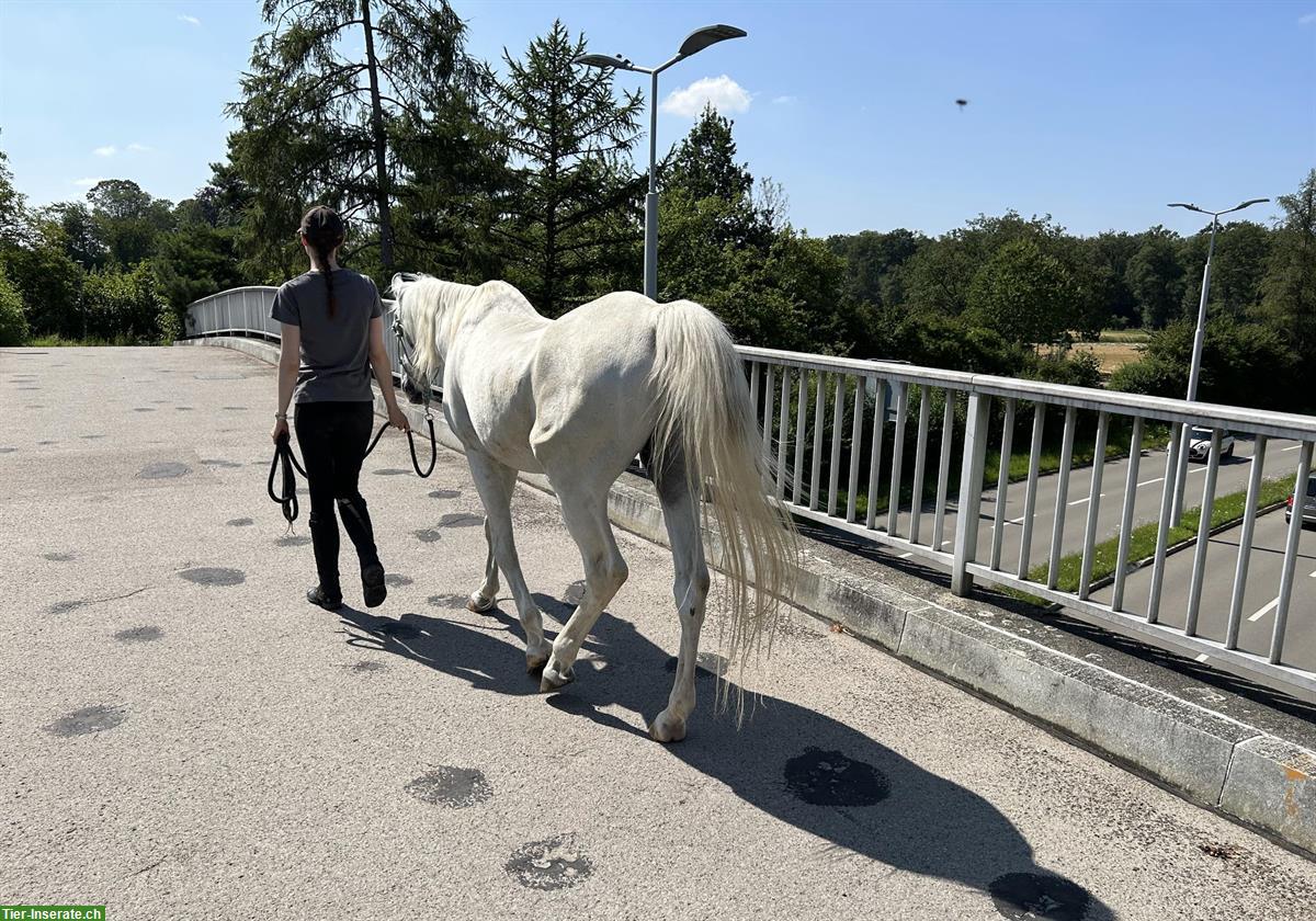 Bild 2: Nie wieder unsicher im Umgang mit dem Pferd