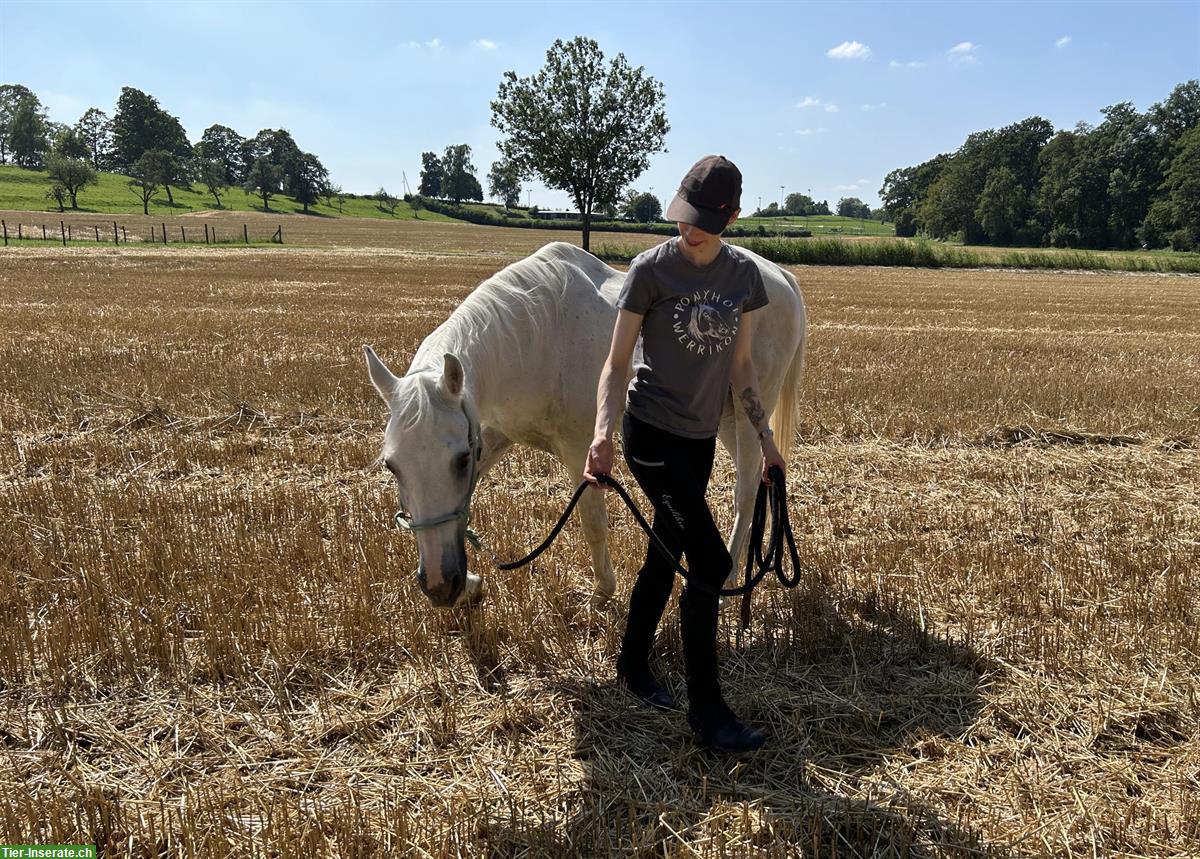 Bild 3: Nie wieder unsicher im Umgang mit dem Pferd