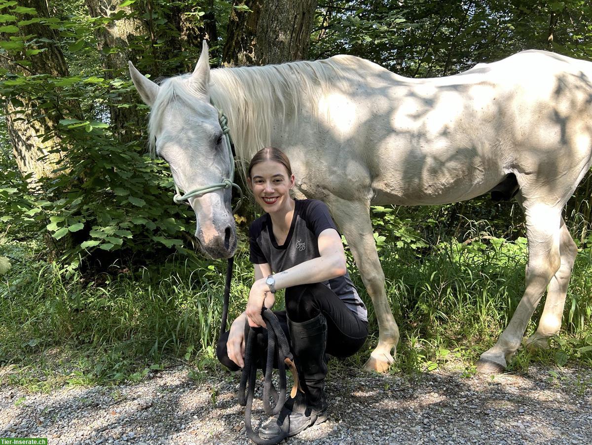 Bild 4: Nie wieder unsicher im Umgang mit dem Pferd