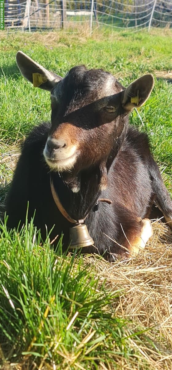 Bündner Strahlenziegen Bock zu verkaufen