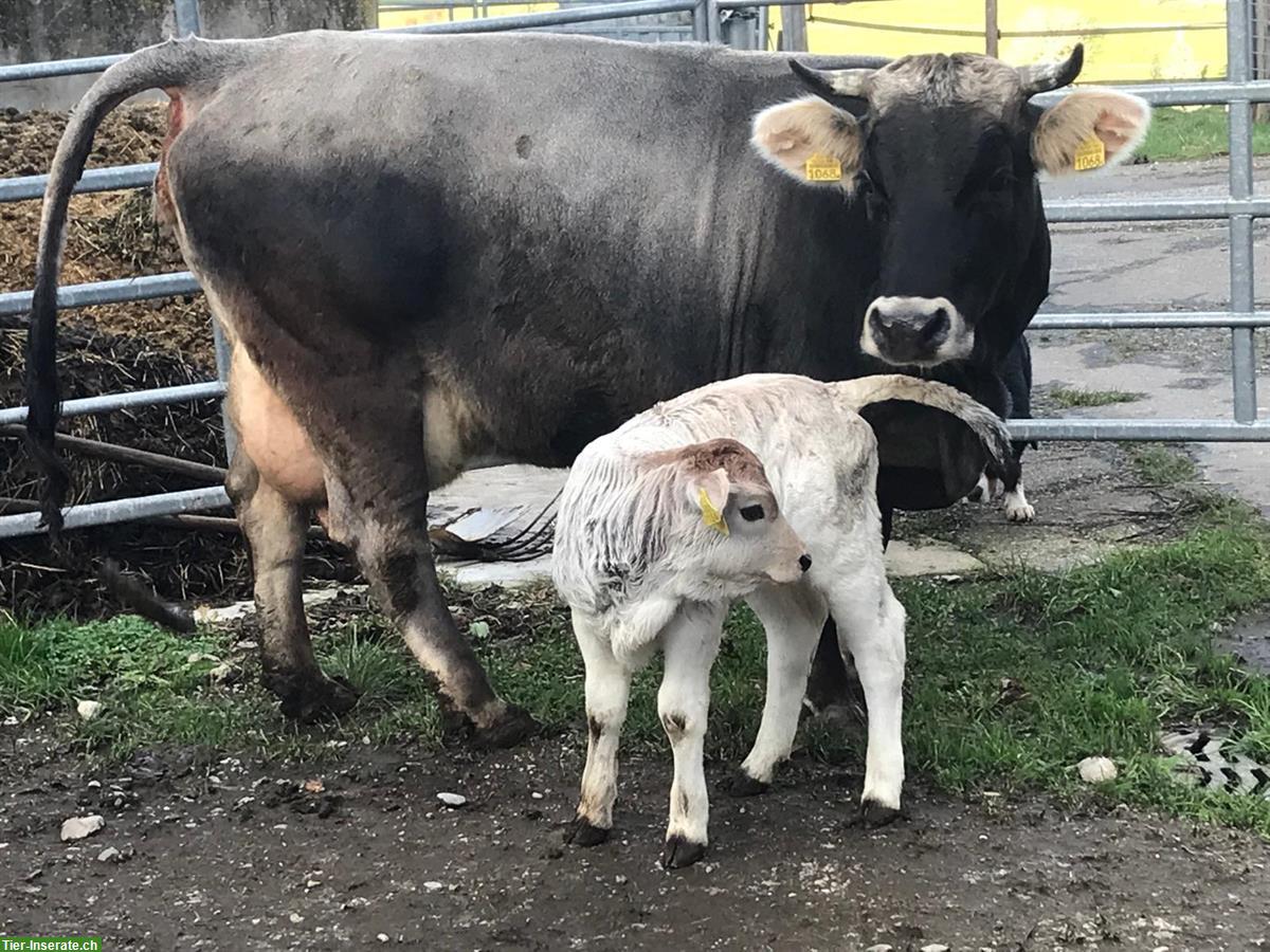 Mutterkuh mit einem Kuhkalb bei Fuss