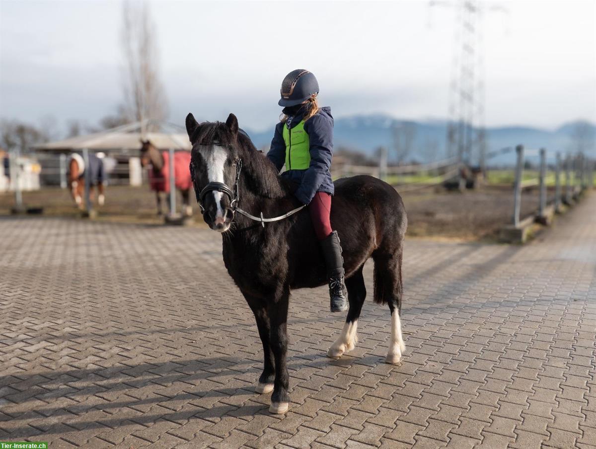 Bild 2: Biete Welsh A Pony ans Futter