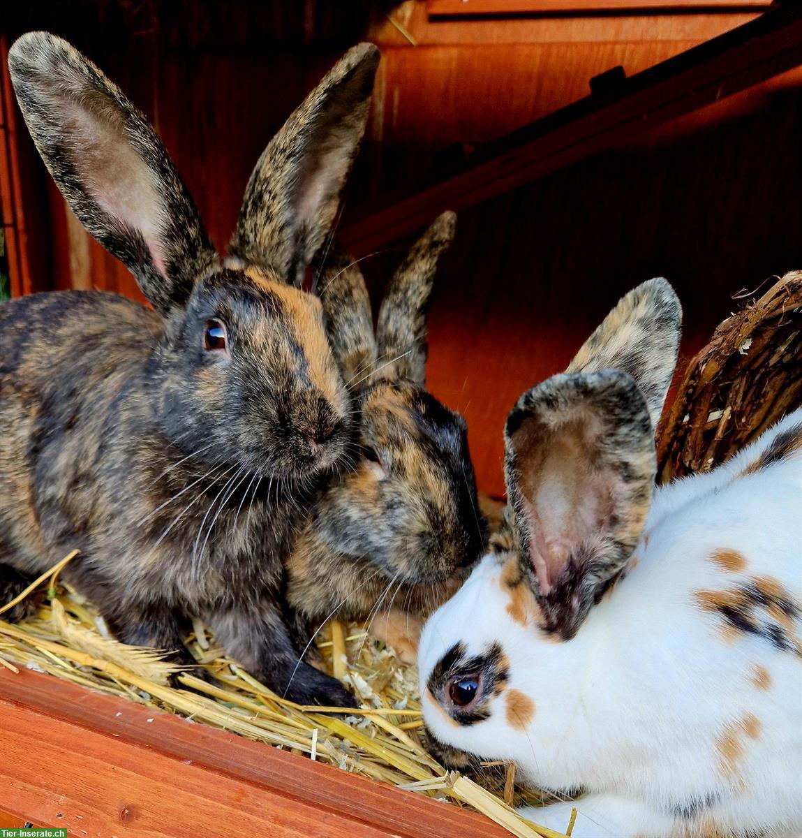 3 Schweizer Schecken Kaninchen zu verkaufen