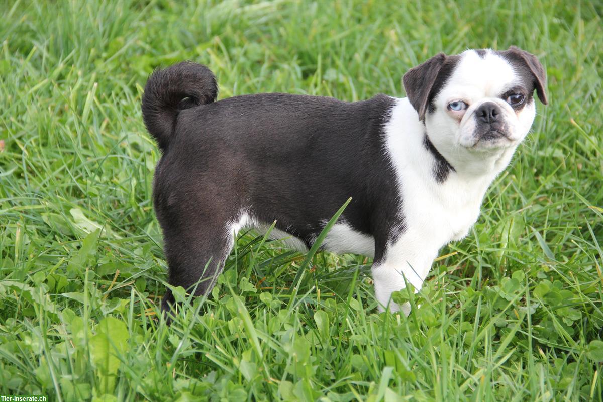 Hübsche Mops Hündin vom Ricken