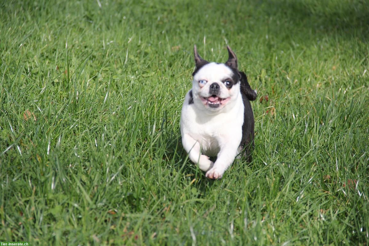 Bild 2: Hübsche Mops Hündin vom Ricken