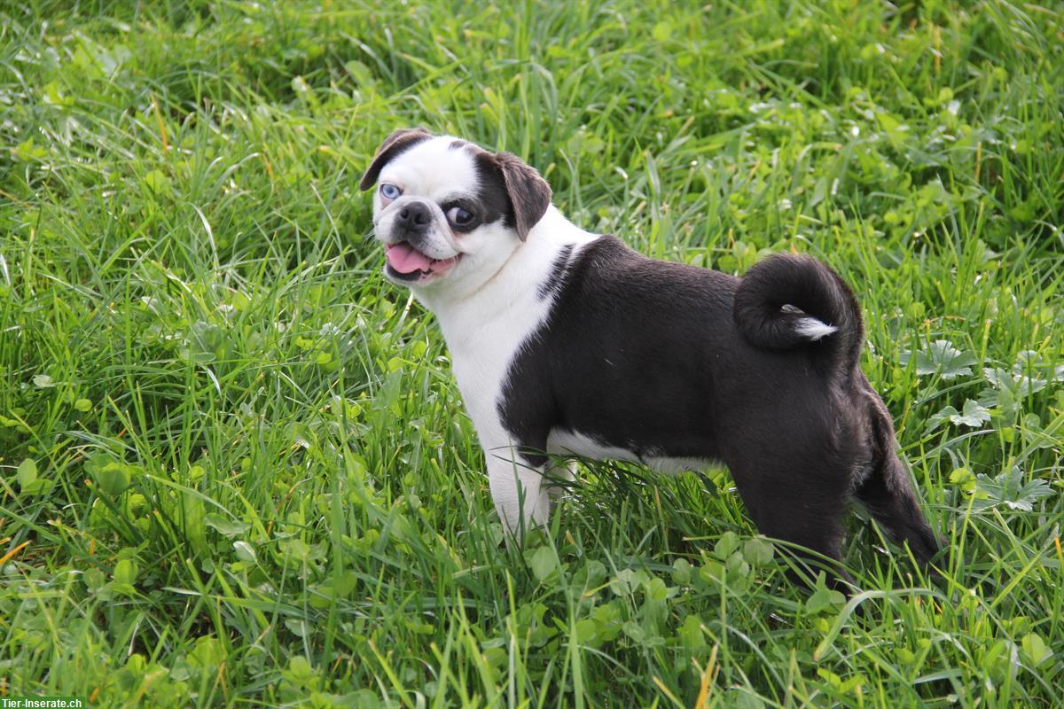 Bild 4: Hübsche Mops Hündin vom Ricken