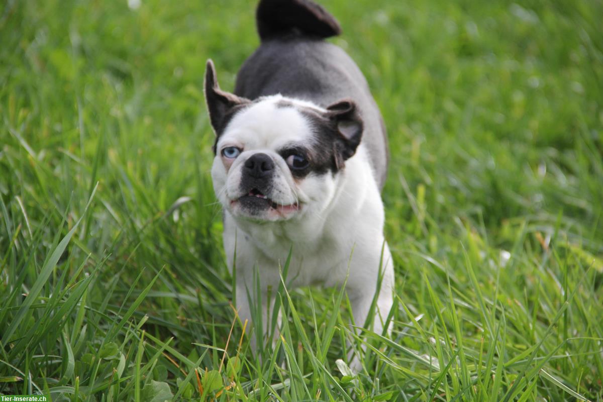 Bild 5: Hübsche Mops Hündin vom Ricken