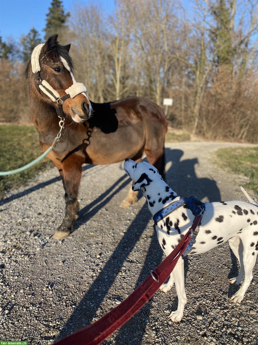 Bild 2: Reitbeteiligung auf älterem Sportpony im Thurgau