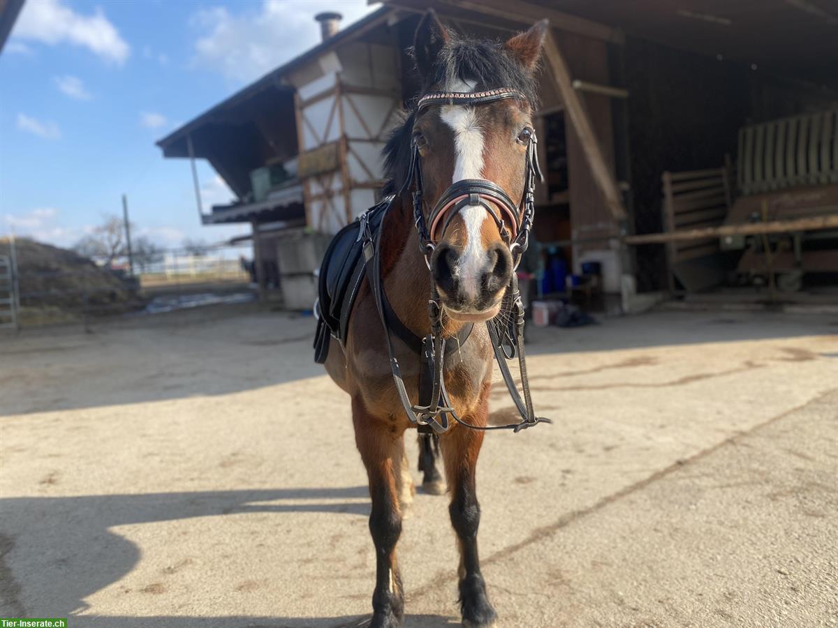 Bild 3: Reitbeteiligung auf älterem Sportpony im Thurgau