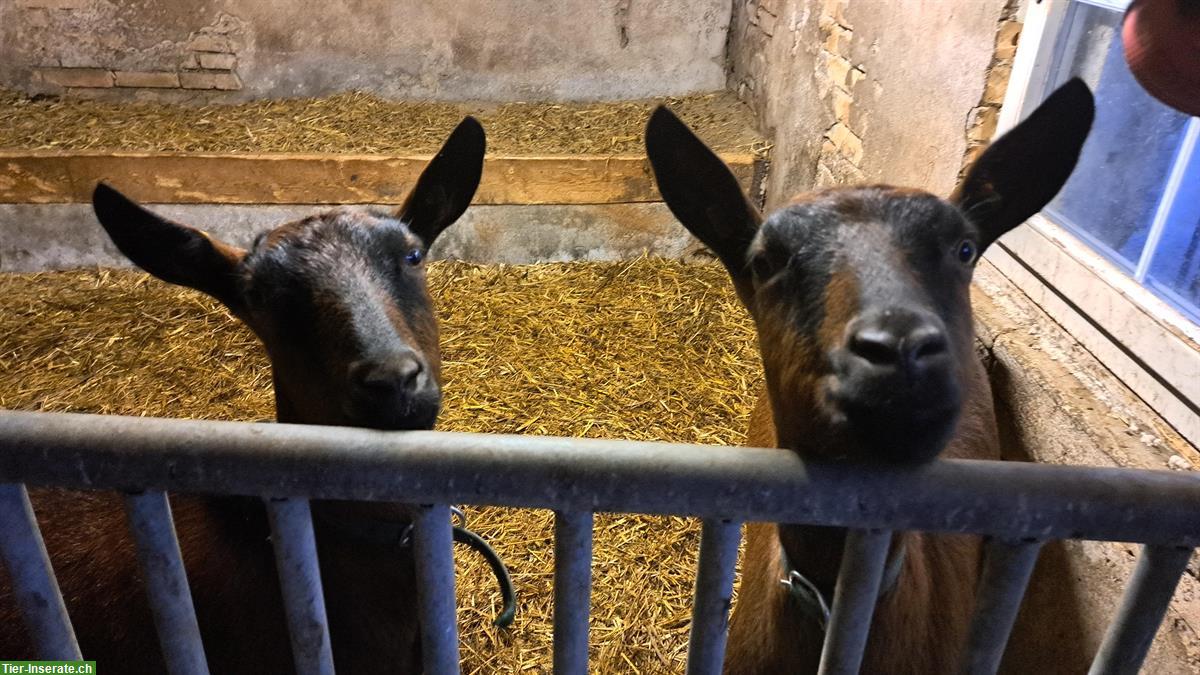 2 braune Berggeissen, sehr zahm