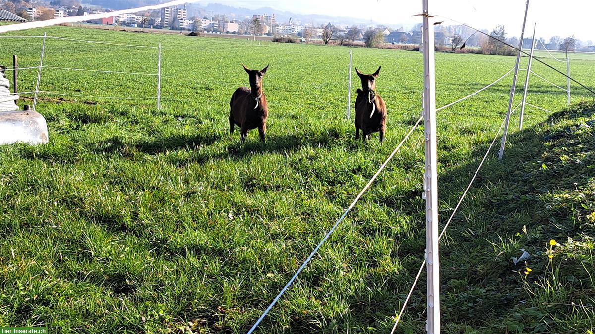 Bild 2: 2 braune Berggeissen, sehr zahm