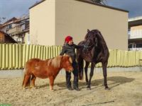 Pferdeunterstütztes Coaching und Horsemanship