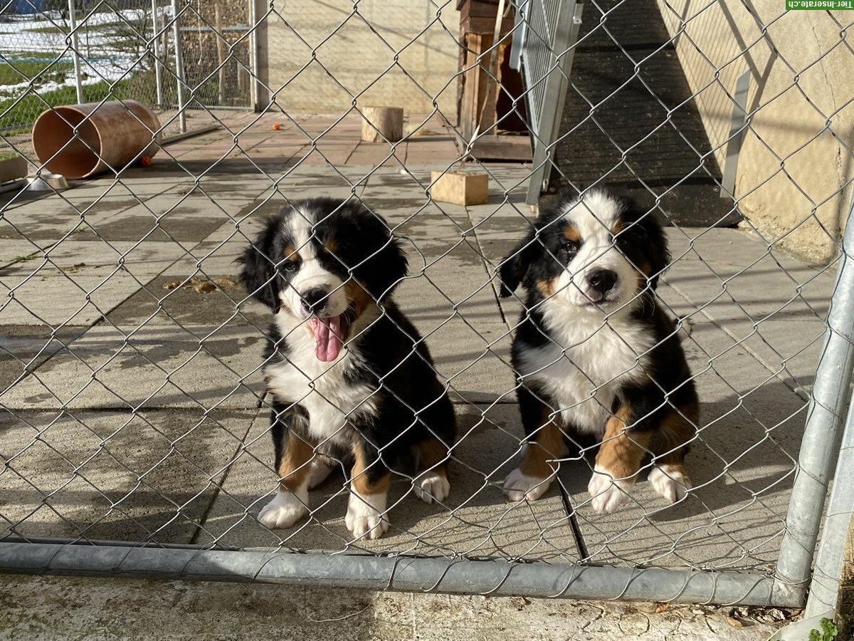 Berner Sennenhund Welpen, Rüden