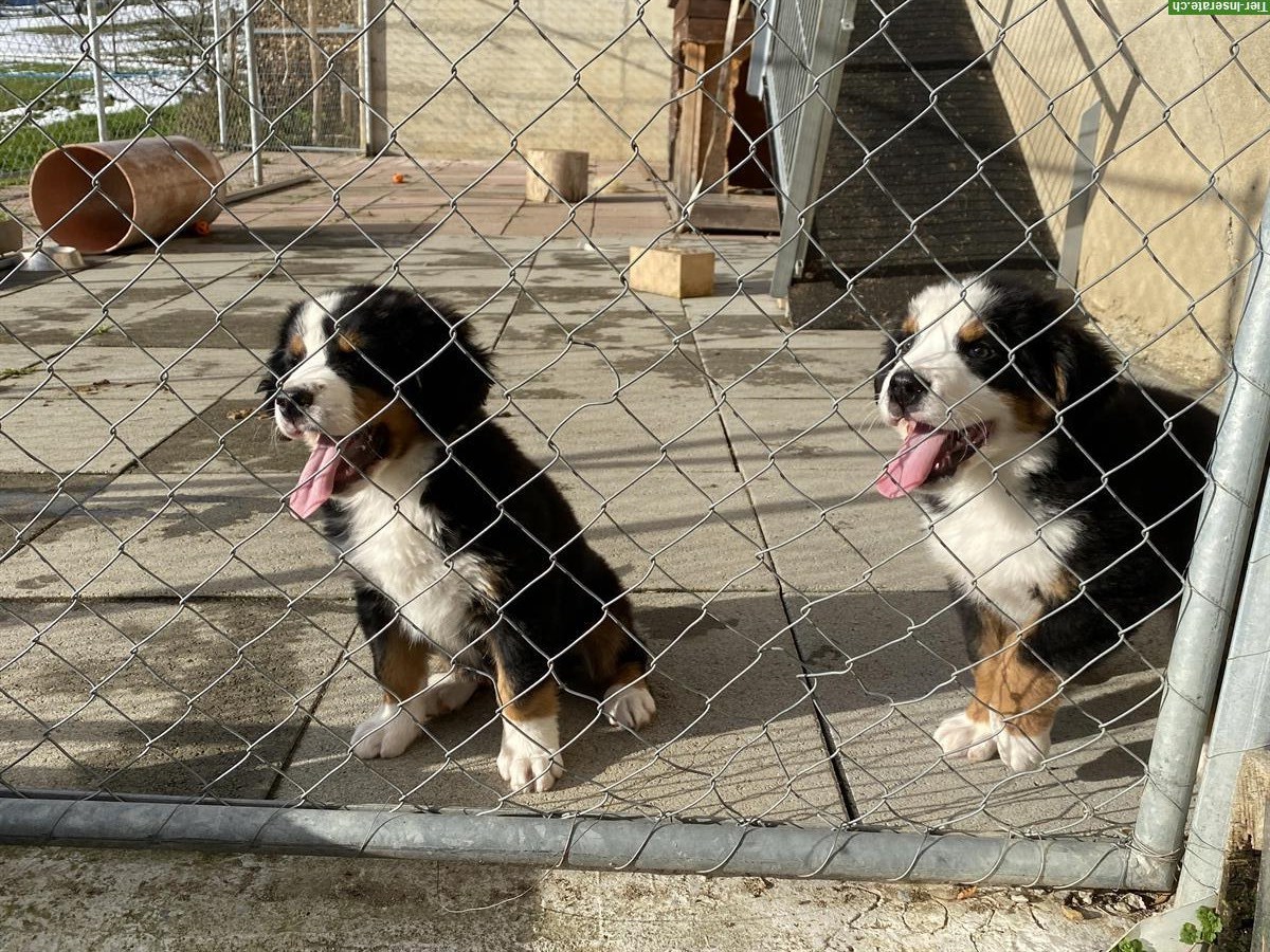 Bild 2: Berner Sennenhund Welpen, Rüden