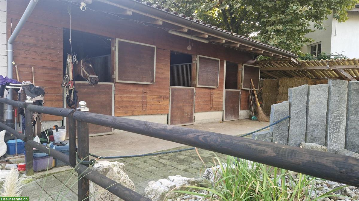 Bild 2: 2 schöne grosse Pferdeboxen zu vermieten in Egliswil