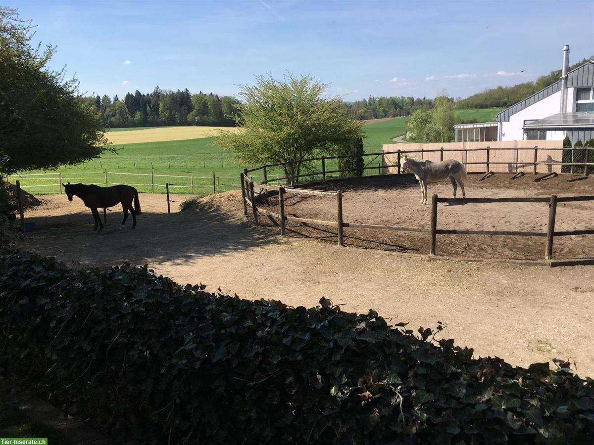 Bild 4: 2 schöne grosse Pferdeboxen zu vermieten in Egliswil