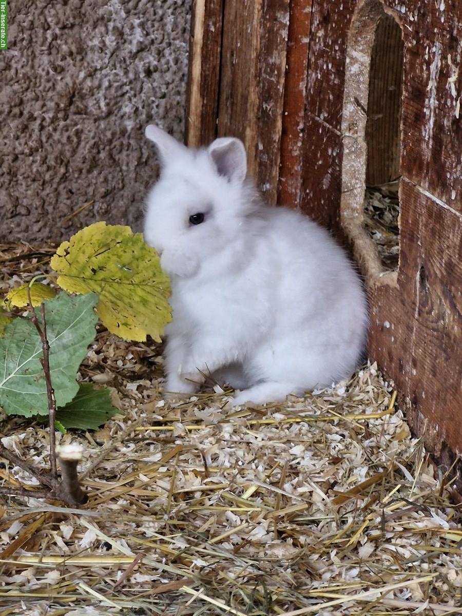 Löwenkopf mix Zwergkaninchen