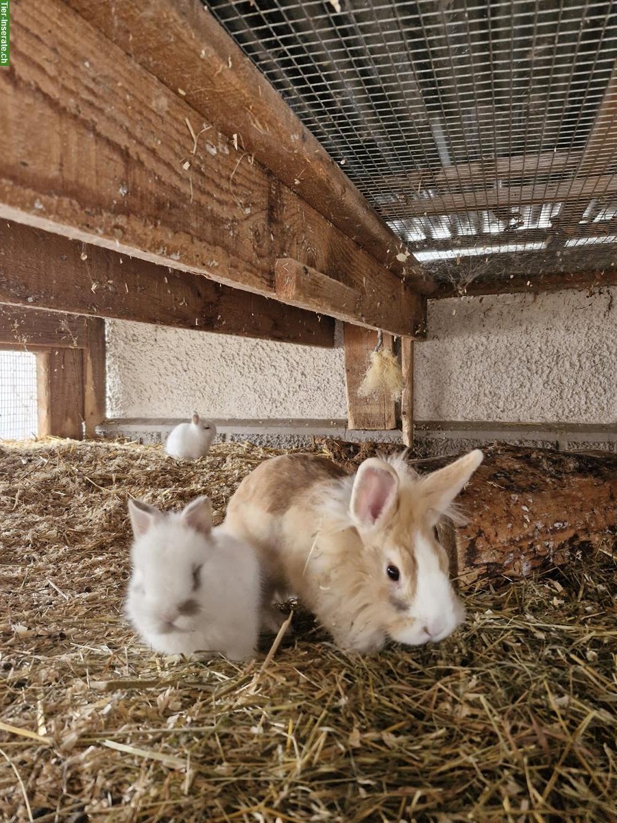 Bild 2: Löwenkopf mix Zwergkaninchen