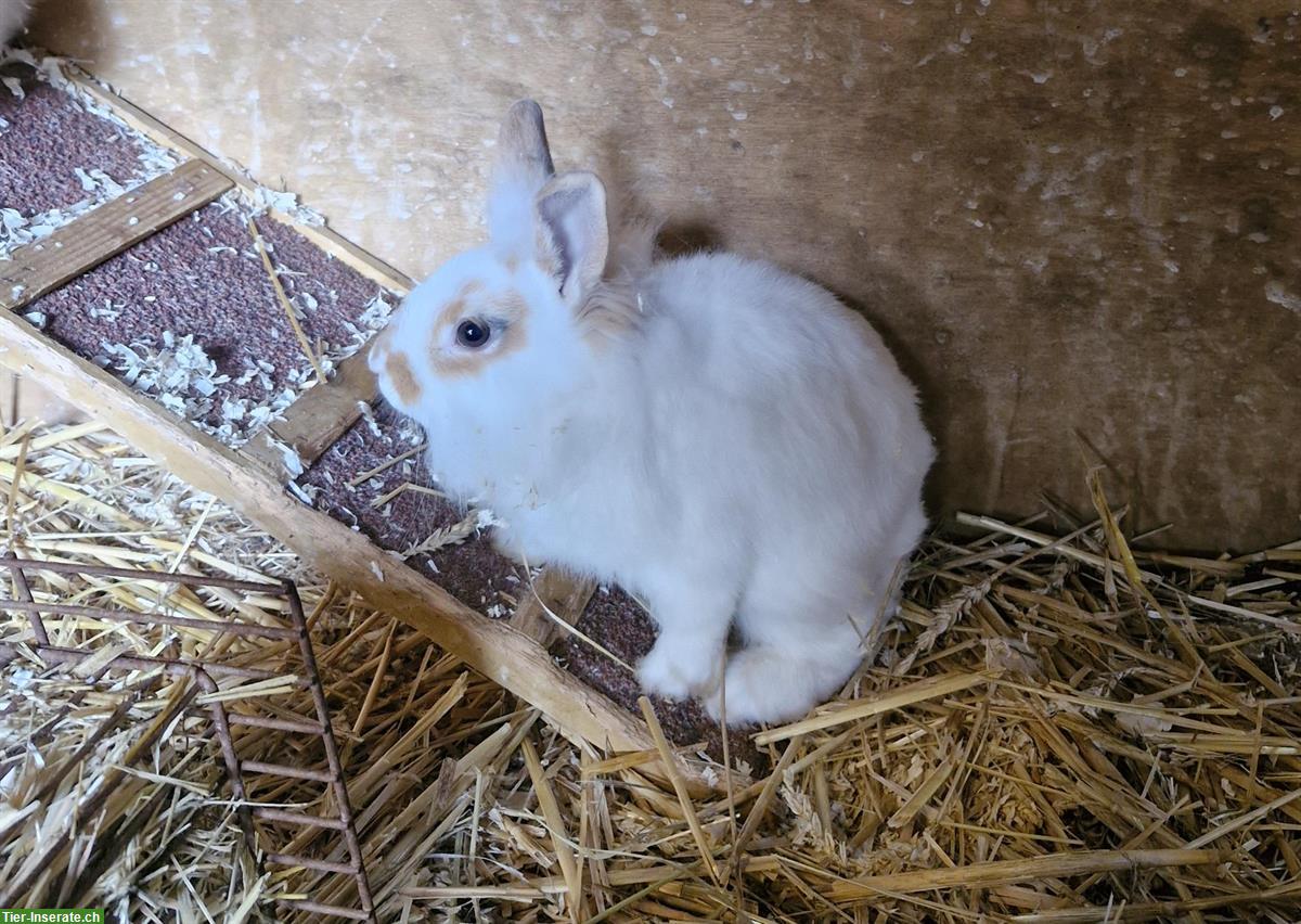 Bild 3: Löwenkopf mix Zwergkaninchen