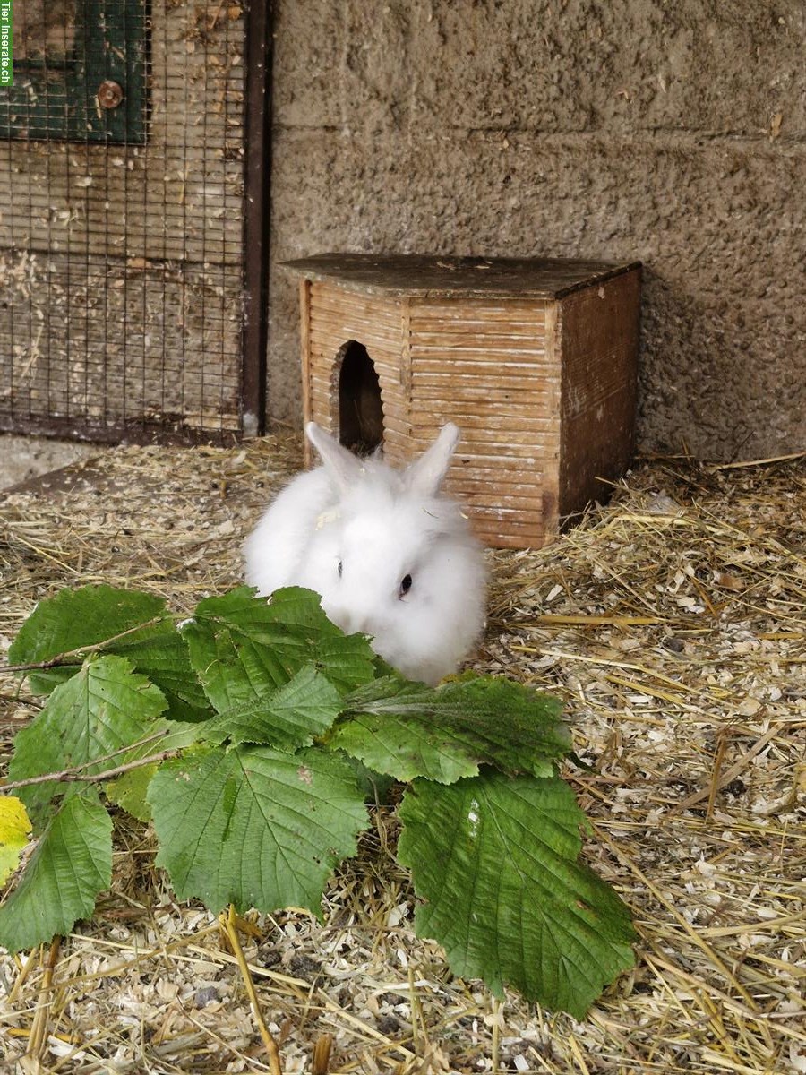 Bild 5: Löwenkopf mix Zwergkaninchen