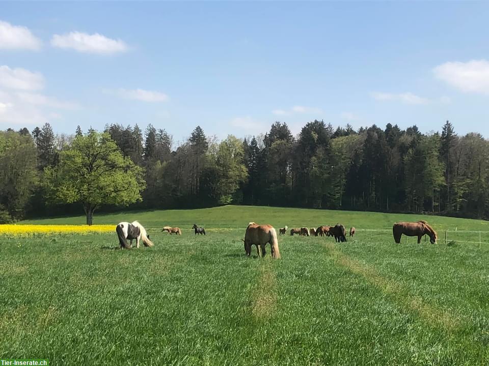 Freie Plätze im Offenstall, Region Langenthal-Herzogenbuchsee