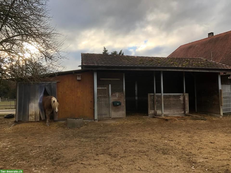 Bild 2: Freie Plätze im Offenstall, Region Langenthal-Herzogenbuchsee