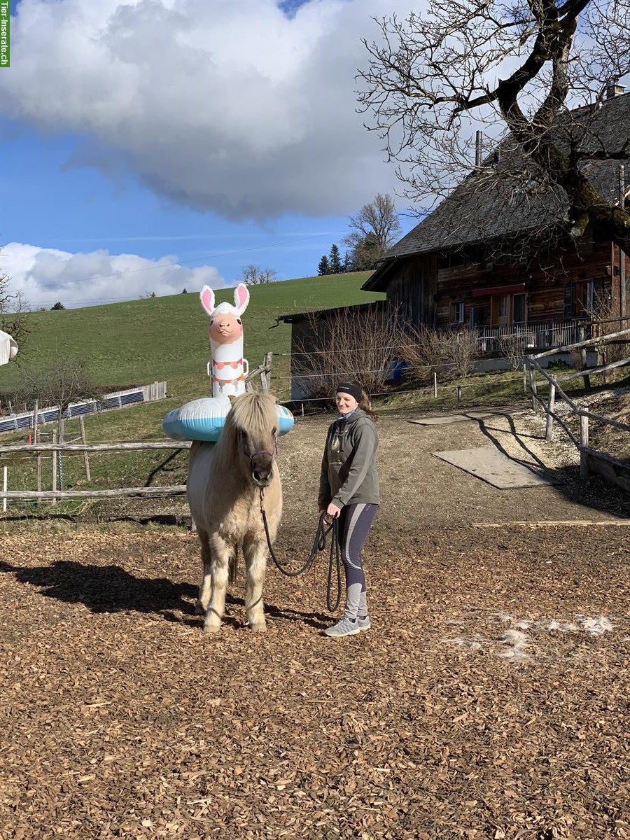 Bild 10: Tolle, 10j, herzige Islandstute ideal für Umsteiger auf Mehrgänger