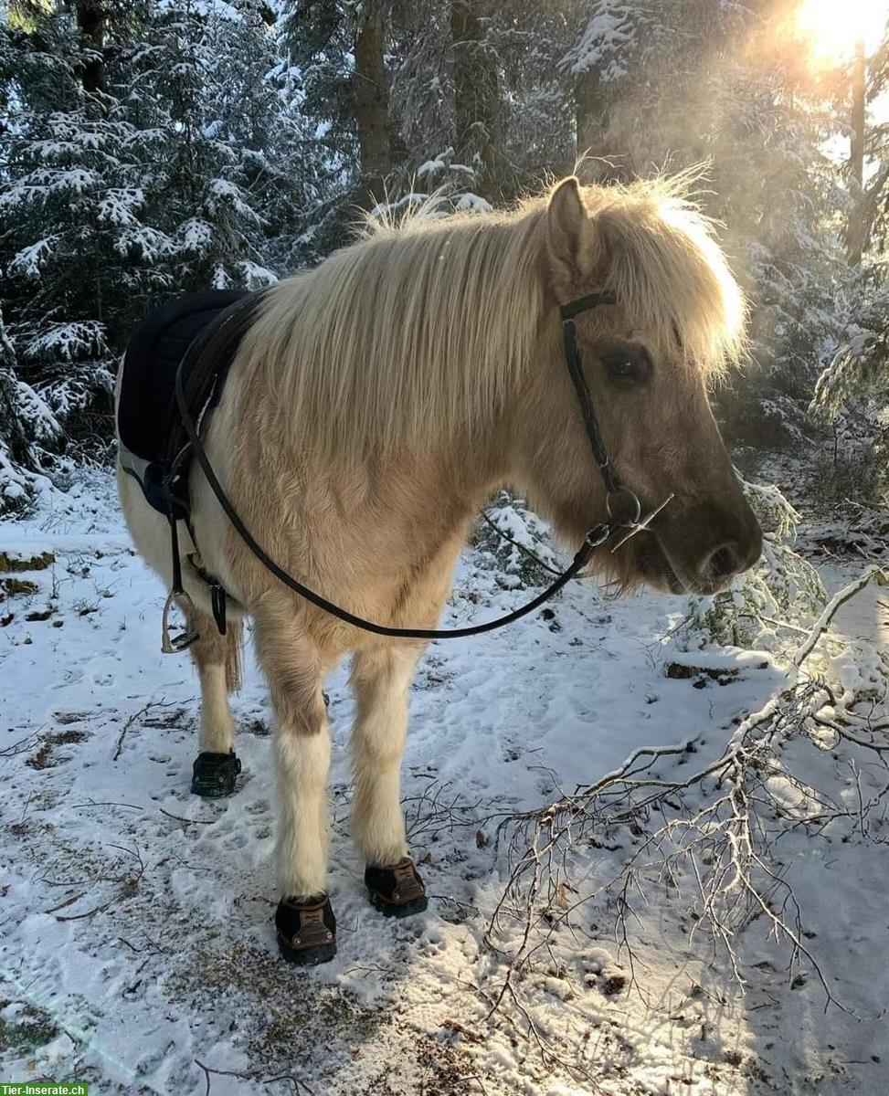 Bild 2: Tolle, 10j, herzige Islandstute ideal für Umsteiger auf Mehrgänger