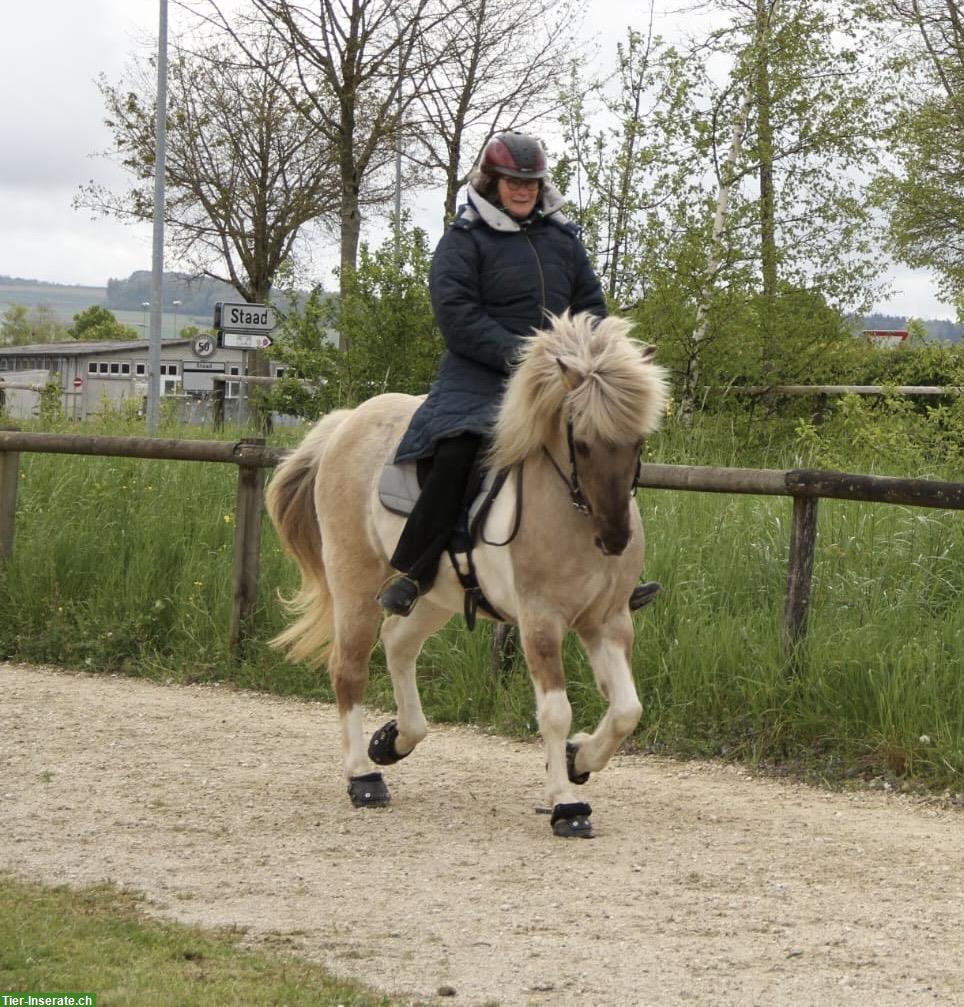 Bild 4: Tolle, 10j, herzige Islandstute ideal für Umsteiger auf Mehrgänger