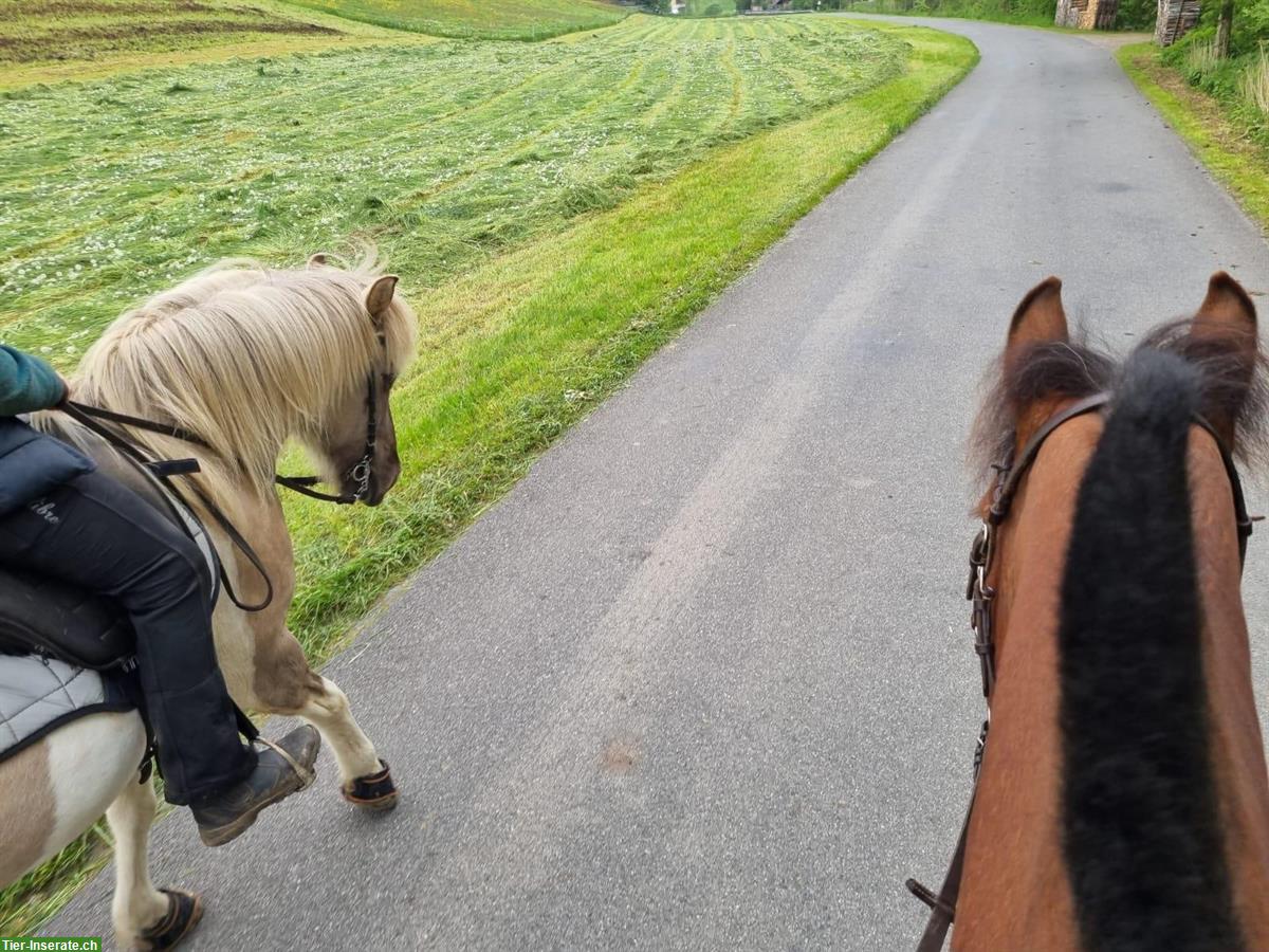 Bild 5: Tolle, 10j, herzige Islandstute ideal für Umsteiger auf Mehrgänger