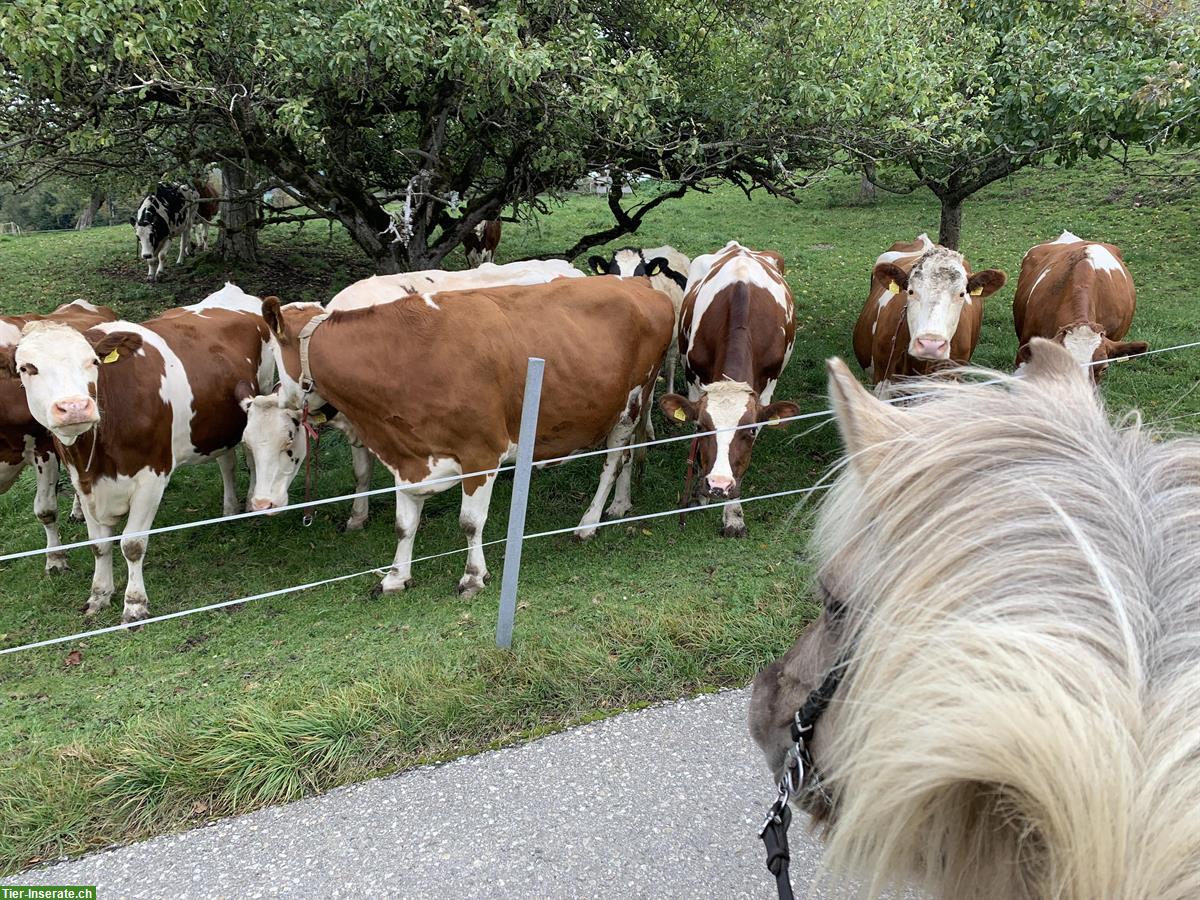 Bild 7: Tolle, 10j, herzige Islandstute ideal für Umsteiger auf Mehrgänger