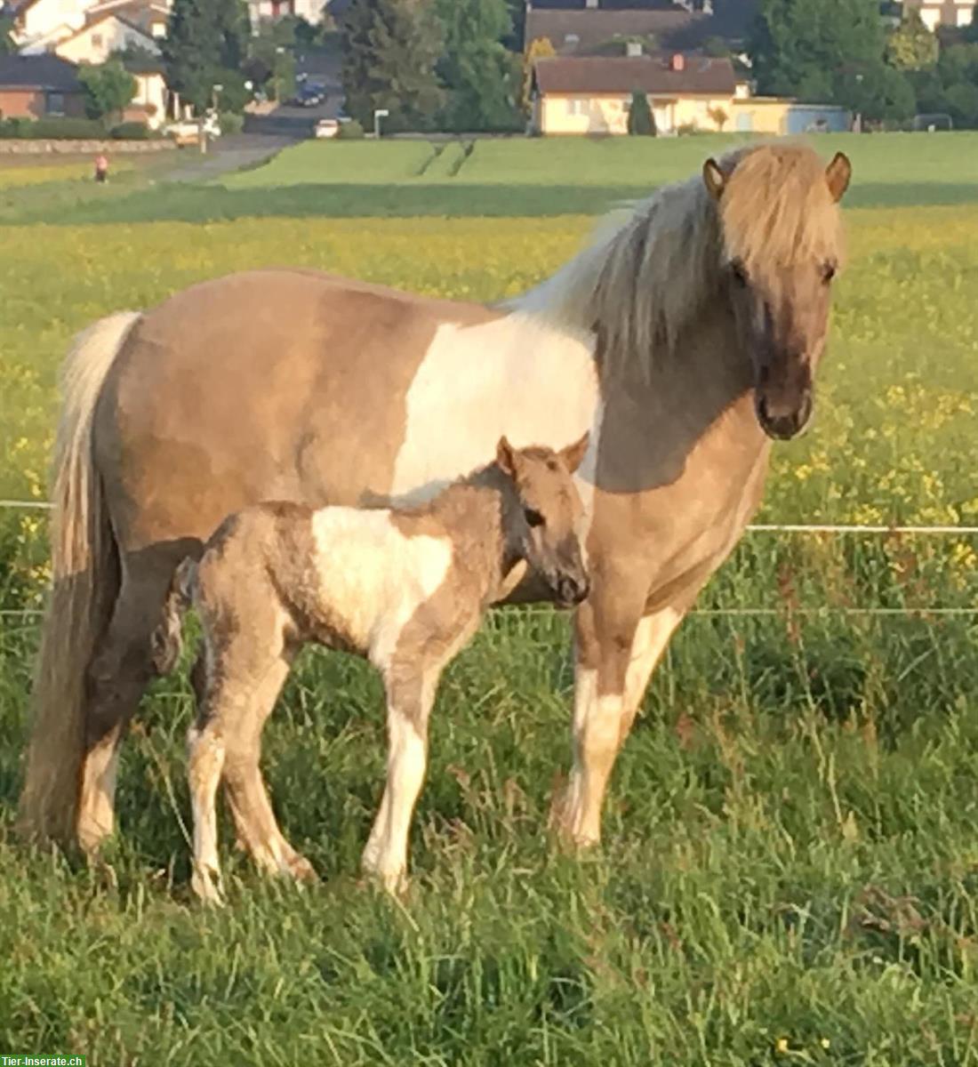 Bild 9: Tolle, 10j, herzige Islandstute ideal für Umsteiger auf Mehrgänger