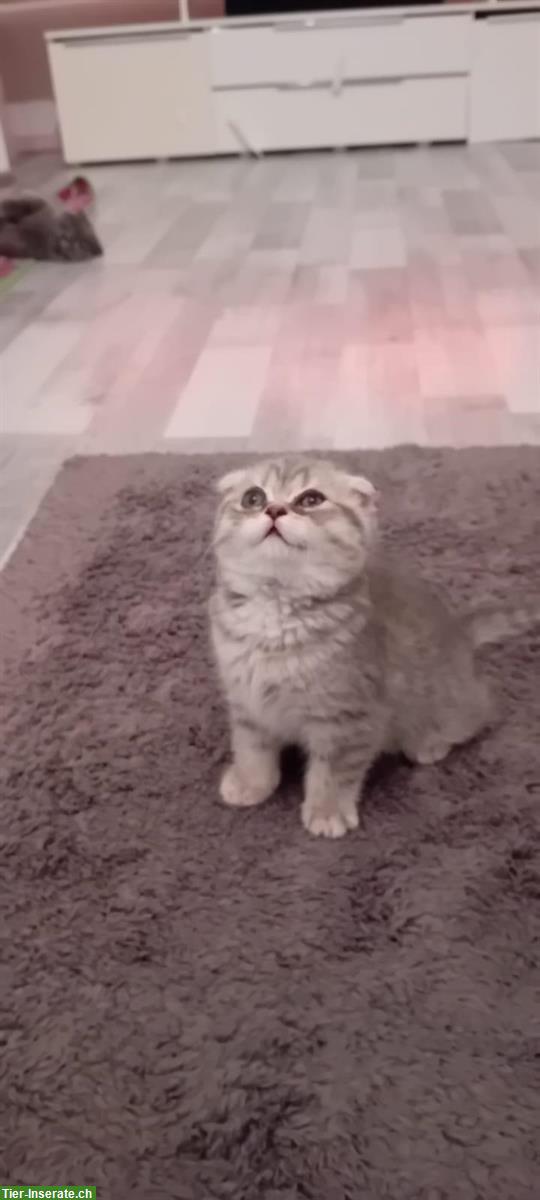 Baby Katze weiblich, Scottish Fold x Britisch Kurzhaar