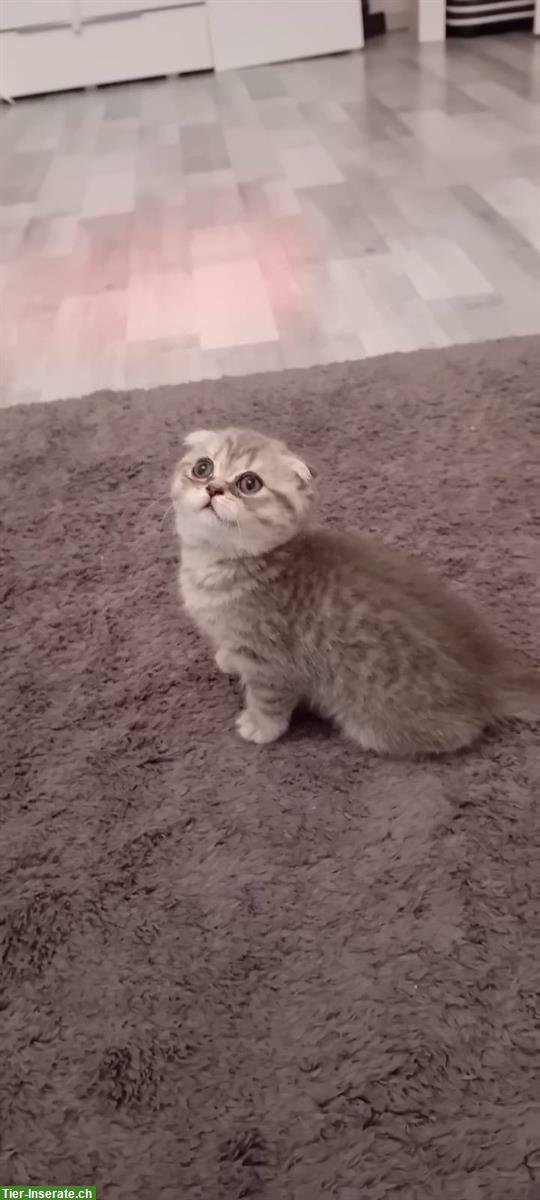 Bild 3: Baby Katze weiblich, Scottish Fold x Britisch Kurzhaar