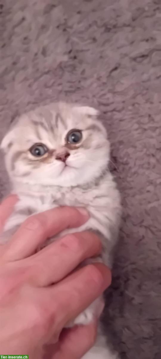 Bild 4: Baby Katze weiblich, Scottish Fold x Britisch Kurzhaar