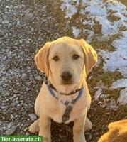 Labrador Welpe blond mit Stammbaum