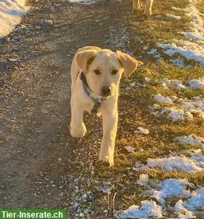 Bild 4: Labrador Welpe blond mit Stammbaum