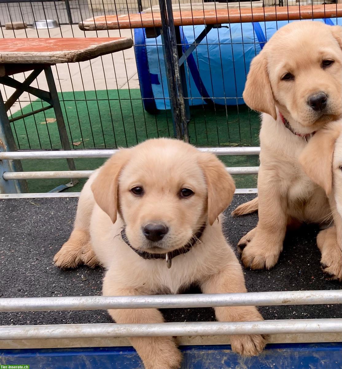 Bild 5: Labrador Welpe blond mit Stammbaum