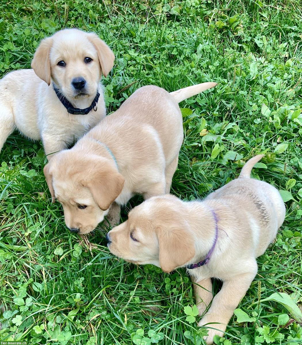 Bild 6: Labrador Welpe blond mit Stammbaum