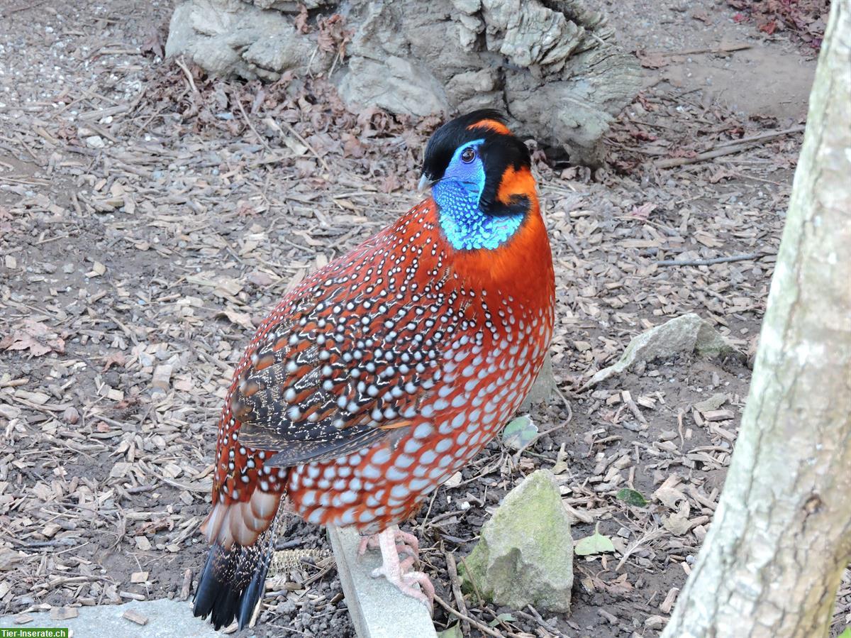 2.1 Temminck Tragopan, 2024, Naturbrut zu verkaufen