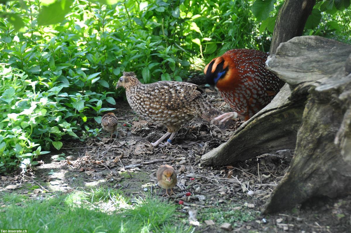 Bild 2: 2.1 Temminck Tragopan, 2024, Naturbrut zu verkaufen