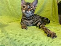 Toyger Kitten reinrassig mit Stammbaum zu verkaufen